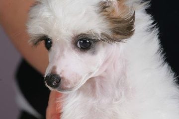 Kineski Ćubasti Pas Štenci