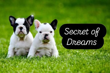 Francuski buldog, štenci vrhunskog porekla