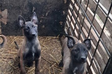 Belgijski ovčar Malinoa