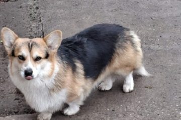 Velški Korgi, star 18 meseci