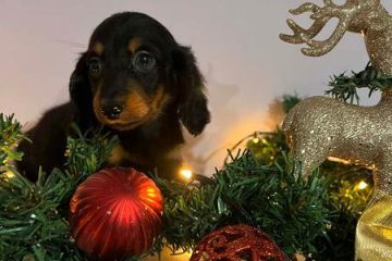 Mini dugodlaki jazavčari, štenci