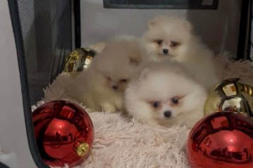 Pomeranac, štenci vrhunskog kvaliteta