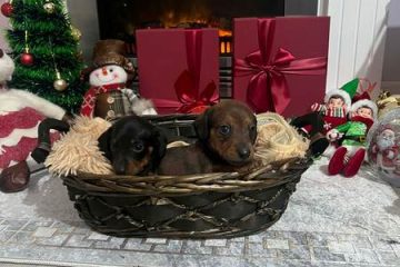 Mini kratkodlaki jazavičari, štenci