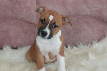 Američki stafordski terijer štenci