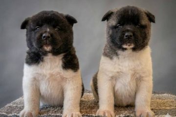 Američka Akita TOP štenci