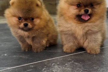 Pomeranci vrhunskog kvaliteta