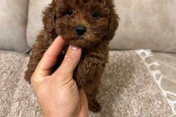 Toy pudle vrhunskog porekla