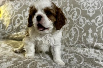 Kavalijer španijel kralja Čarlsa