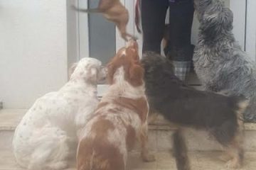 Potreban radnik u prihvatilištu za životinje