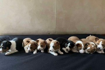 Basenji (Basendži) štenci crveno-beli i trobojni