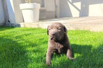 Štenci čokoladnog labradora