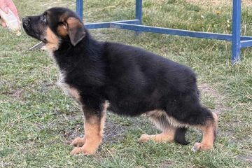 Štenci NEMAČKOG ovčara