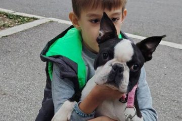 Boston terijer mužjak