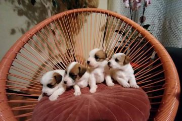 Džek Rasel Terijer, štenci