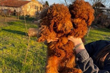 Mini pudle crvene boje