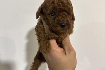 Crvene i aprikot toy pudle