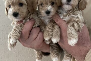 Mini maltipoo