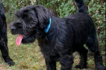 Srednji šnaucer štenci